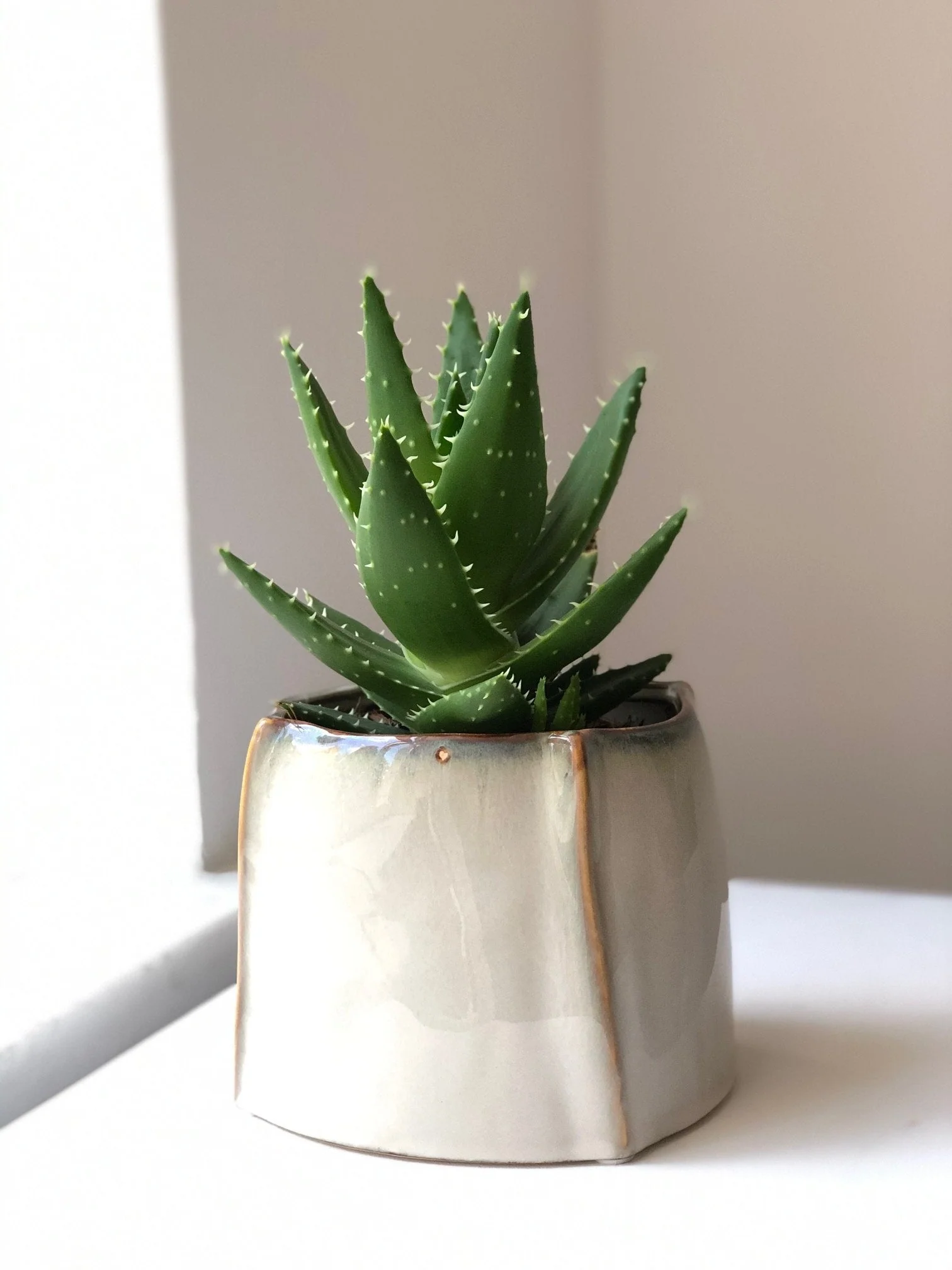 Aloes zestaw bez donicy - Image 2