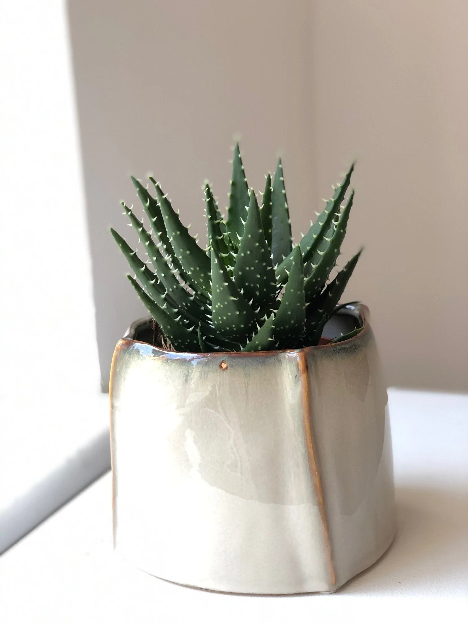 Aloes zestaw bez donicy - Image 3