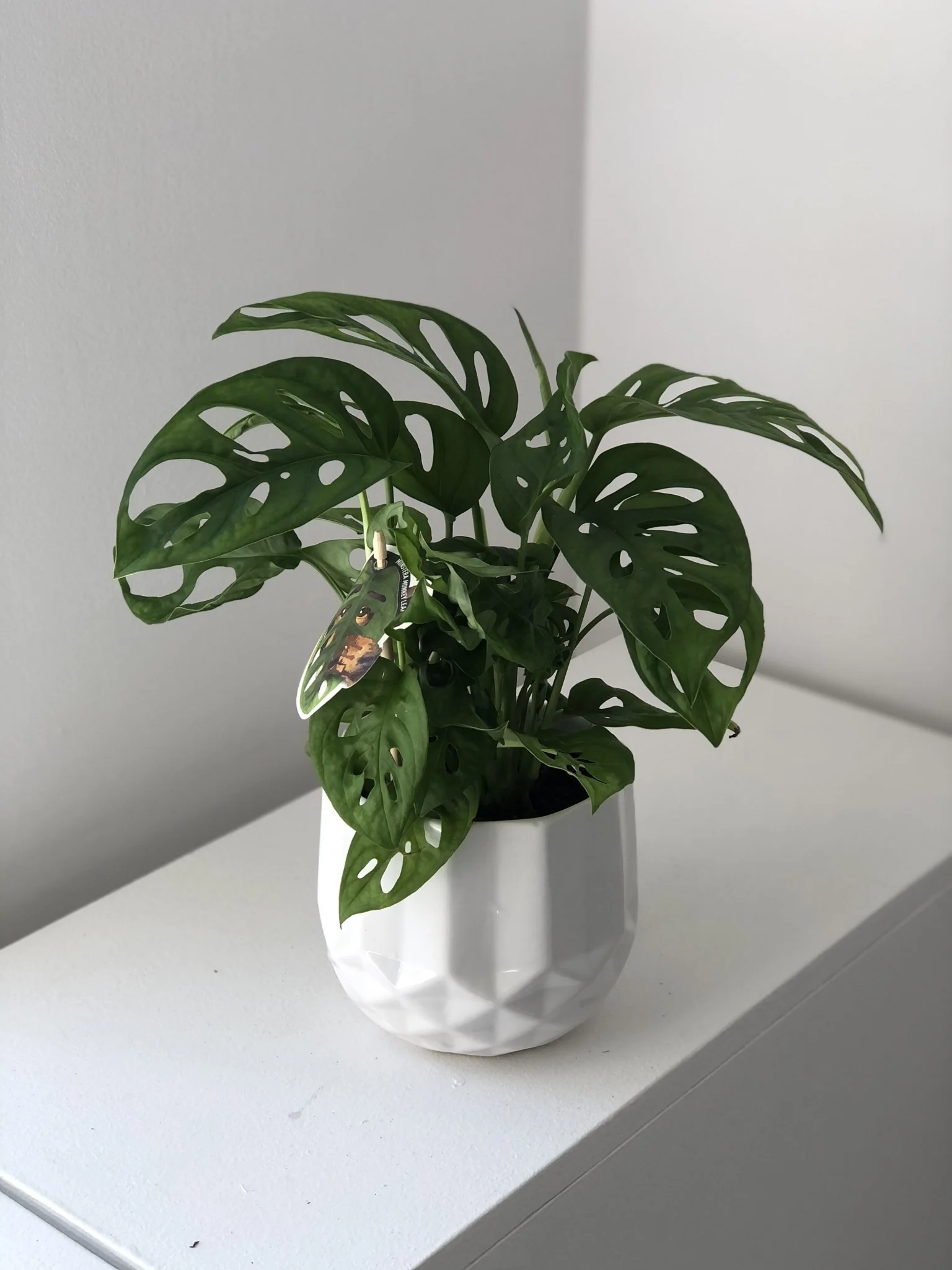 Monstera Monkey - Image 3