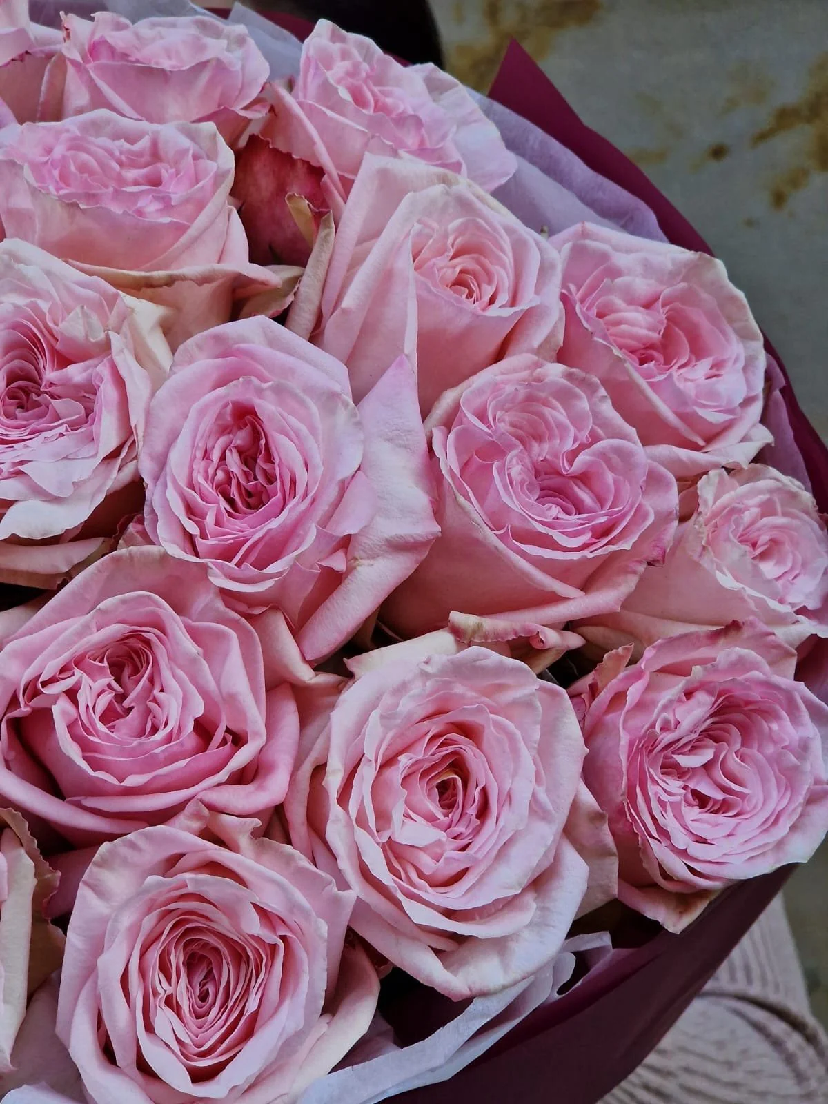 Róża Pink Ohara - Image 3